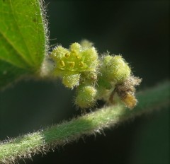 Cocculus hirsutus