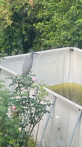 Egretta novaehollandiae observed 2026-10-29