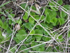 Dichondra donelliana
