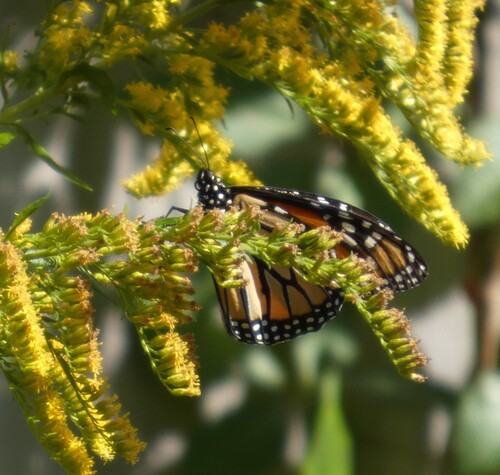 Danaus plexippus photograph by the iNaturalist community