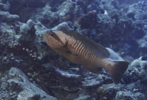 Gracila albomarginata observed 2026-10-19