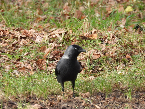 Corvus observed 2026-10-29
