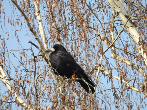 Corvus observed 2026-10-29