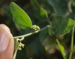 Cocculus hirsutus