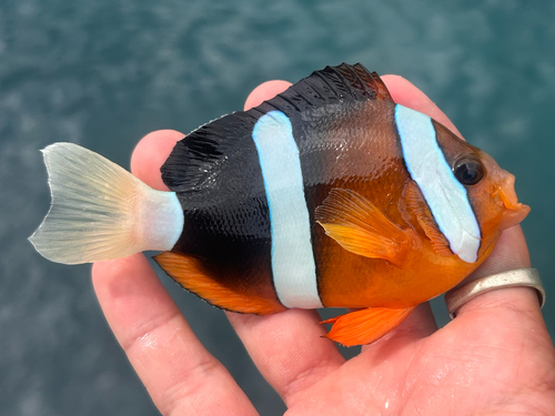 Amphiprion clarkii observed 2026-10-29