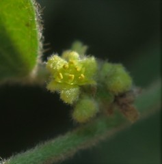 Cocculus hirsutus