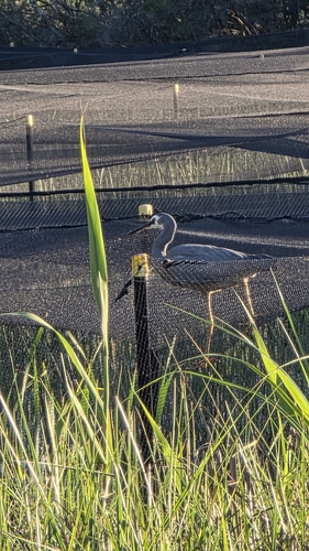 Egretta novaehollandiae observed 2026-10-29