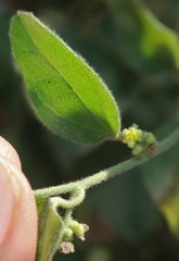 Cocculus hirsutus