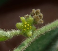 Cocculus hirsutus