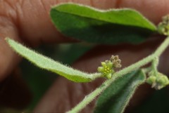 Cocculus hirsutus