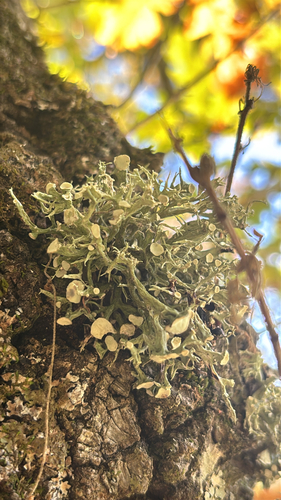 Ramalina observed 2026-10-29