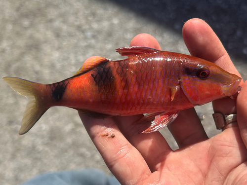 Parupeneus multifasciatus observed 2026-10-26
