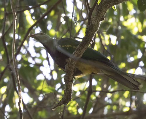 Ptilinopus magnificus observed 2026-10-29