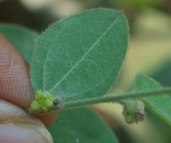 Cocculus hirsutus