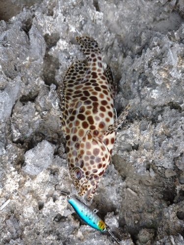 Epinephelus merra observed 2026-10-29