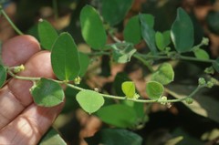 Cocculus hirsutus