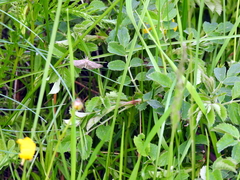 Udea nebulalis