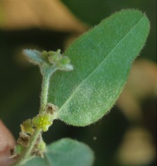 Cocculus hirsutus
