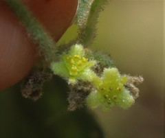 Cocculus hirsutus