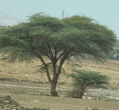 Acacia observed 2026-10-29