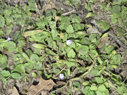 Torenia crustacea observed 2026-10-28