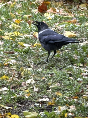 Corvus observed 2026-10-29