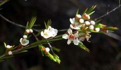Baeckea linifolia
