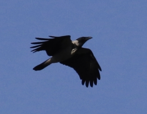 Corvus observed 2026-10-29
