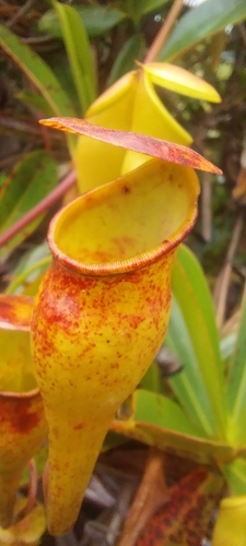 Nepenthes observed 2026-10-28