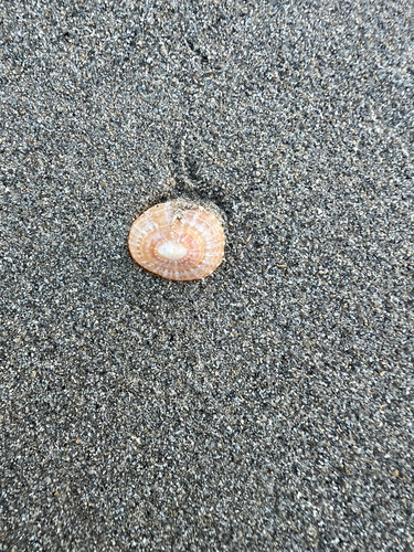 Cellana tramoserica observed 2026-10-29