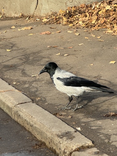 Corvus observed 2026-10-29