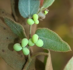 Cocculus hirsutus