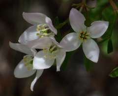 Boronia muelleri