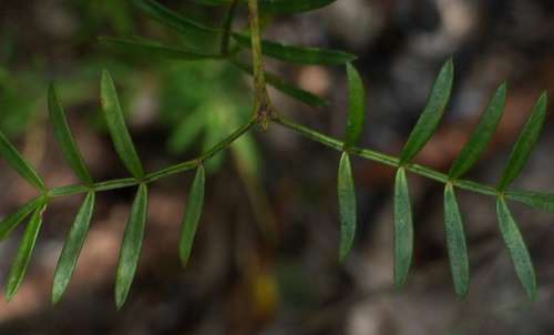 Image of Boronia muelleri by (c) Russell Best, some rights reserved (CC BY)