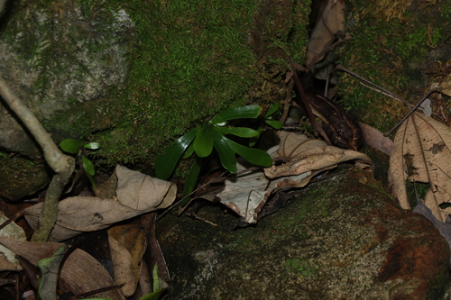 Asplenium australasicum observed 2026-10-29