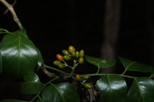 Micromelum minutum observed 2026-10-29