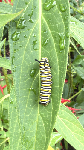 Danaus plexippus photograph by the iNaturalist community
