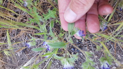Phacelia curvipes