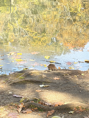 Rattus observed 2026-10-28