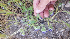 Phacelia curvipes