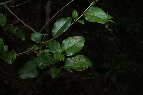 Diospyros observed 2026-10-29