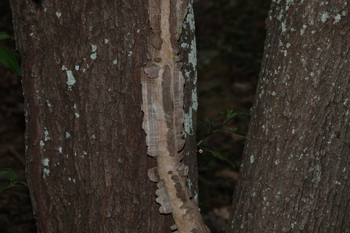 Caesalpinia observed 2026-10-29