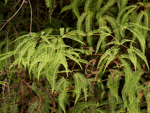 Dicranopteris linearis observed 2026-10-28
