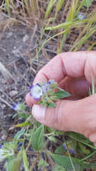 Phacelia curvipes