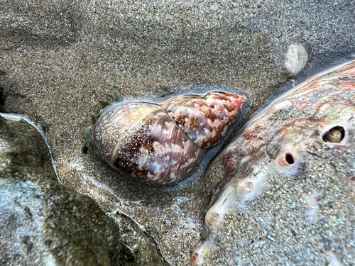 Phasianella observed 2026-10-29