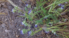 Phacelia curvipes