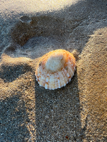 Cellana tramoserica observed 2026-10-29
