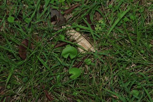 Centella asiatica observed 2026-10-29