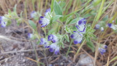 Phacelia curvipes