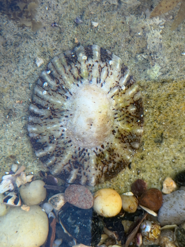 Cellana tramoserica observed 2026-10-29